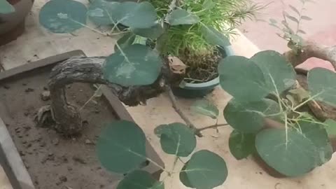 beautiful gourd flower