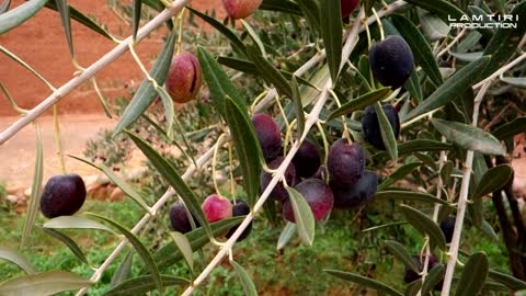 Marrakech nature Badia nature Marrakech