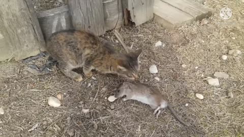 Cat catch rat