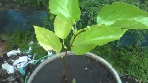 Beautiful blackberry tree in a jar, it's small but it's going to grow! [Nature & Animals]