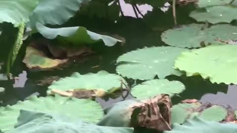 There are a lot of small fish under the lotus leaf!