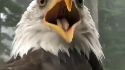 AMAZING EAGLE