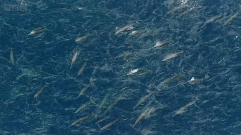 Protecting Scotland's Coral Reefs #OurBluePlanet | BBC Earth