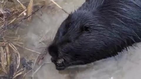 What a neat and polite nutria!!!