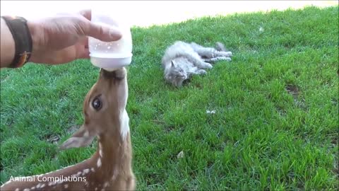 Babby <>Deer