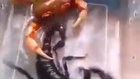 black scorpion vs crab