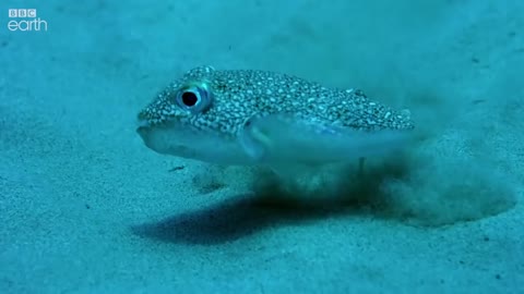 Amazing Little Puffer Fish Creates Ocean Floor ‘Crop Circles'