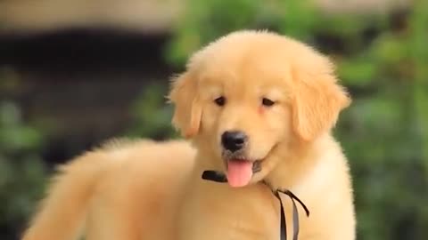 How to feed Golden Retriever puppy?