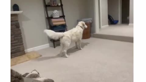 WWE STYLE FIGHTING DOG