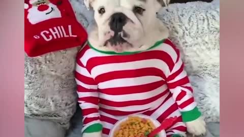 Bulldogs Are Awesome - Funny and Cute English Bulldog Compilation #1