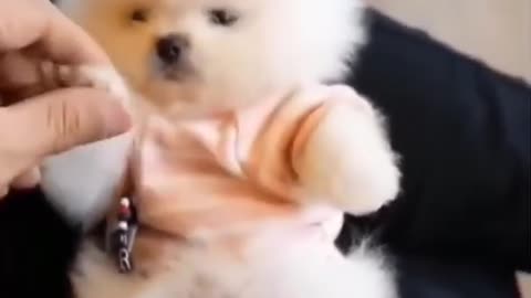 Super Cute Dog! Cute and Funny Dog Video