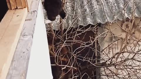 Agile Kitty Climbs Into House the Hard Way