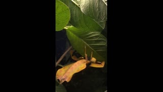 Leaf like insect methodically eating a leaf