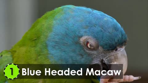 Most Beautiful Macaws on Planet Earth