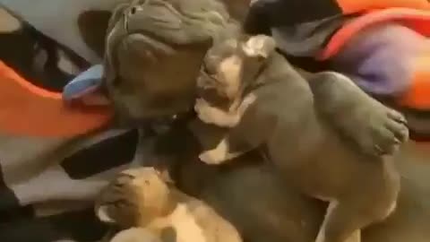 Frenchie And Pups Sleep Happy Good Vibes