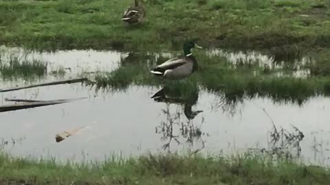 Ducks love water