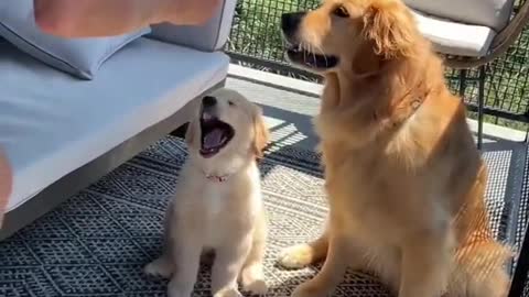 Dog teaches puppy how to high-five