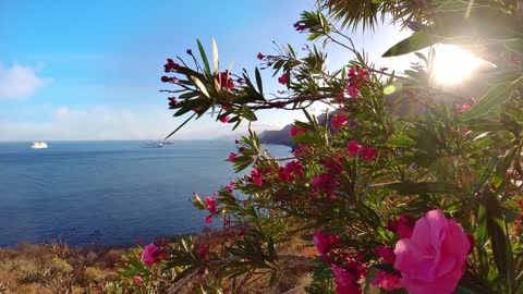 Flower Field Near Beach