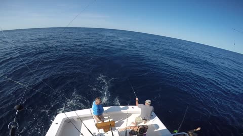 White marlin release 004