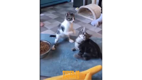 two amazing kittens playing together