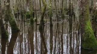 Boat ride through Swamp Park