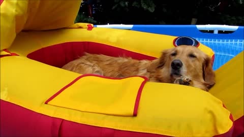 Check this Out!! Golden Retriever Dogs in Pool!! Too Funny!