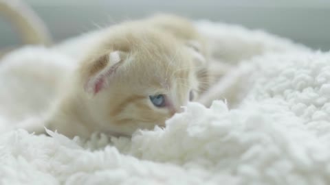 Cute Baby Kitten Meets The Camera for the First Time!