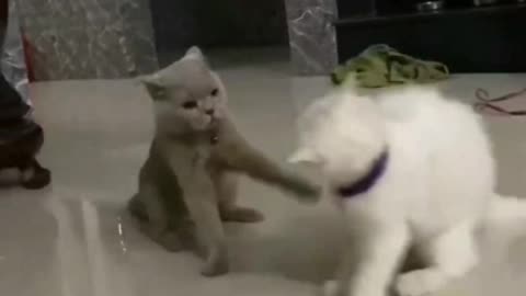 My cute cats are playing with each other