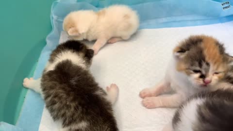 "Mom it is my kitten!" - baby monkey Susie is worried and does not give kitten, hugging him