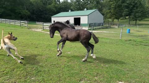 Beautiful colt playing with Great Dane