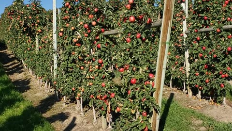 Stop Buying Produce From Grocery Store Chains