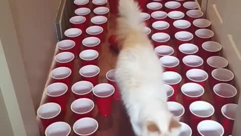 Intelligent cat found