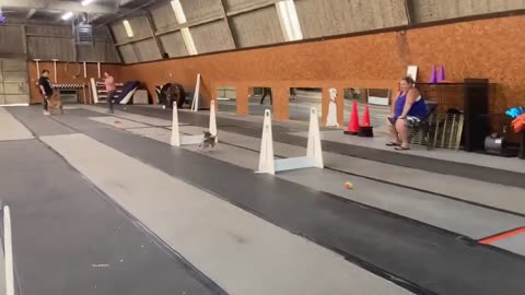 Koda The Dog Does An Agility Exercise