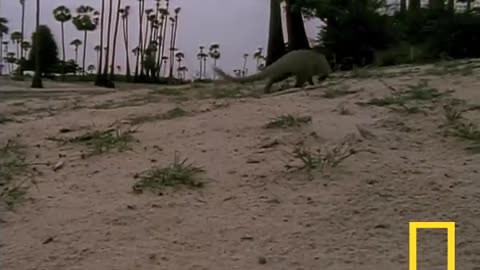 cobra vs Mongoose