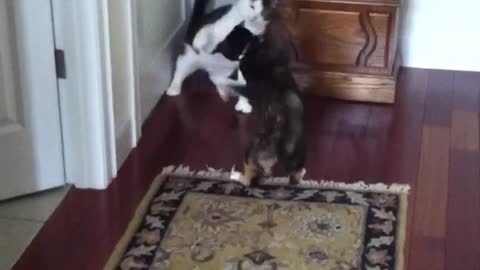 Cats fighting one another