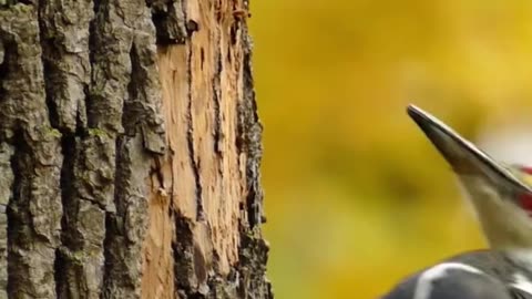 "Descubre el fascinante mundo de los pájaros carpinteros. 🪵🔨🐦"