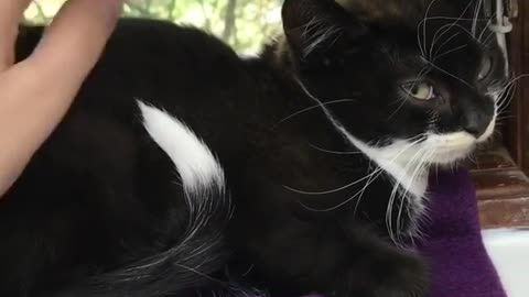 Small Kitten Siting Beside the Window