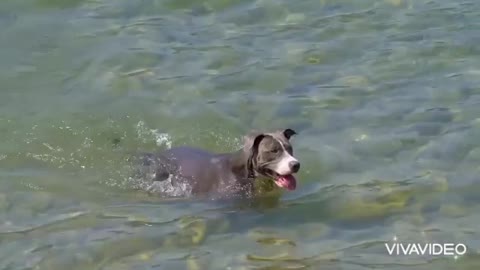 Funny dogs video compilations| funny dogs swimming in water.