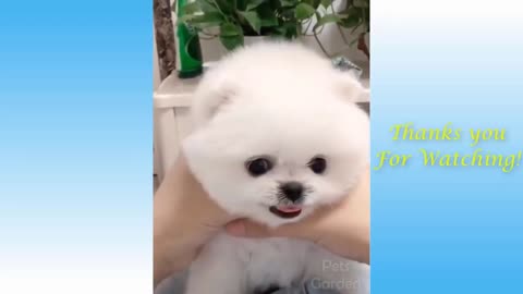 Cute and Clever Puppy video - Amazing Acts