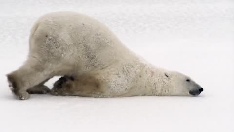 Polar bear 🐻 in wild