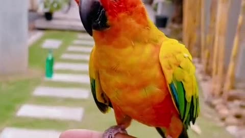 Cute love Birds Parrot Flying