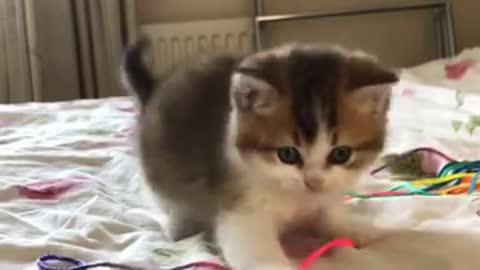 CUte baby cat play