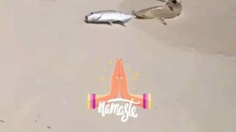 Fish ❤ video