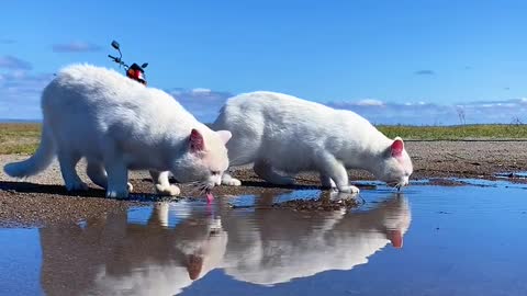 Under the blue sky and white clouds-Two pet cats' daily life