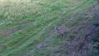 Whitetail Deer Duke It Out