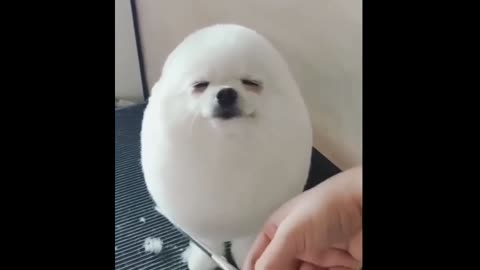 eggy dog