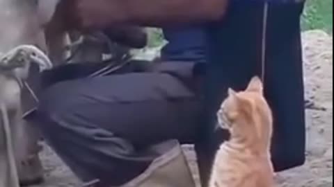 Very cute cat asking for milk from the owner of the cow