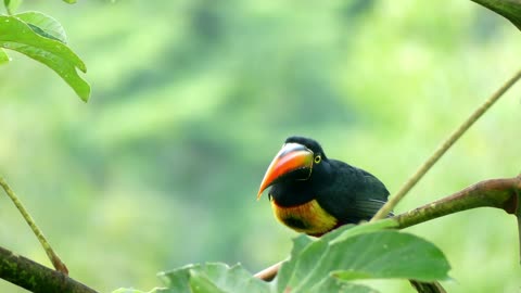 Big Beak Bird on a Tree Branch