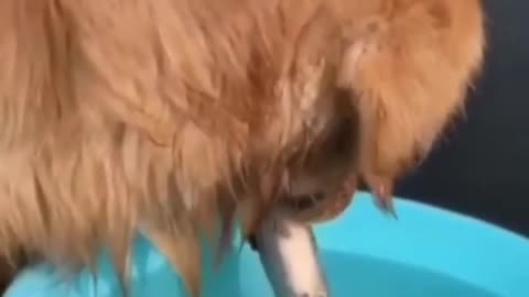 Increíble perro salva la vida de un pez❤️