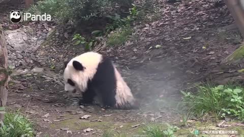 PANDA ASKS NANNY TO BATHE HER